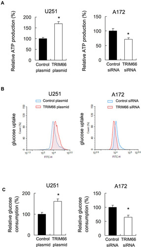 Figure 6 TRIM66 regulates ATP production and glucose uptake. (A) ATP production assay showed that TRIM66 overexpression upregulated ATP levels while TRIM66 knockdown decreased ATP levels. (B) 2-NBDG glucose uptake showed that TRIM66 overexpression increased glucose uptake rate in U251 cells. TRIM66 depletion downregulated glucose uptake rate in A172 cells. (C) Glucose consumption assay showed that TRIM66 overexpression increased glucose consumption in U251 cells, while TRIM66 siRNA reduced it in A172 cells. *p<0.05.