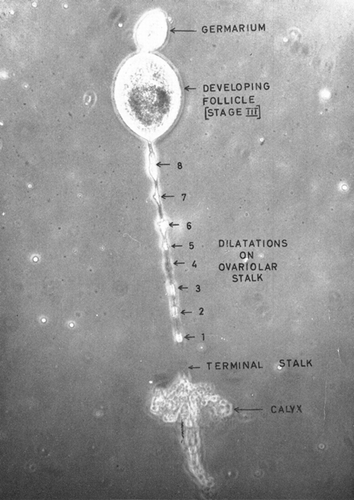 Figure 2 Photomicrograph of an ovariole in Anopheles gambiae showing 8 dilations. (Photo from Gillies and Wilkes [Citation1965]; © Cambridge University Press [Bulletin of Entomological Research]. Reproduced by permission of Cambridge University Press [Bulletin of Entomological Research]. Permission to reuse must be obtained from the rightsholder.)