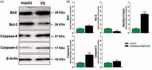 Figure 8. The immunoblotting of BAX, Bcl-2, Caspase-9, and Caspase-3 (Normalized to β-actin). *p < .05, **p < .01, ***p < .001.