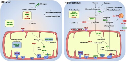 Figure 3. Diagram of metabolic alterations observed in the IR group. The diagrams show the sets of metabolic enzymes and mitochondrial proteins altered in the striatum (left panel) and in the hippocampus (right panel) of IR group. Dotted arrows between the metabolic intermediates represent multiple steps of the pathway. Proteins that were increased with the IR diet are shown in green and proteins that were reduced are shown in red.