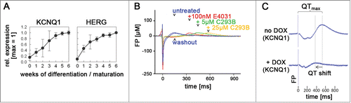 Figure 1. Functional expression of the KCNQ1 and HERG ion channel genes in hiPSC-CMs and rescue of JLNS hiPSC-CMs. (A) Induction kinetics of the KCNQ1 and HERG genes upon long-term culture of hiPSC-CMs. Spontaneous beating is first observed at ∼1 wk. 0 wk cells are undifferentiated hiPSCs. Data denote mean values ± SEM from independent experiments (qRT-PCR data). (B) Drug testing of ∼4 wk-old wild-type hiPSC-CMs on MEA chips using specific hERG (E4031) and KvLQT1 (C293B, chromanol 293B) inhibitors. Note that the T wave-like peak is reversibly shifted toward increased field potential (FP) durations upon addition of these molecules (representative MEA recordings). (C) Transgenic rescue of JLNS hiPSC-CMs using inducible KCNQ1 expression. Doxycycline (DOX) addition induces KCNQ1 leading to FPD shortening (representative MEA spectra).