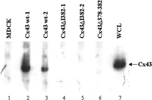 Figure 3 Interaction of full length Cx43 with full length ZO-1 in MDCK cells. ZO-1 binding proteins in MDCK whole cell lysates were immunoprecipitated with rabbit anti-ZO-1 antibody (Zymed) and separated on a 7.5% polyacrylamide gel. Proteins were transferred to an Immobilon P membrane and immunoblotted for Cx43. Whole cell lysate from Cx43wt-1 was used as a control for Cx43.