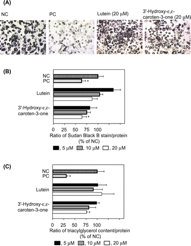 Fig. 2. Effects of lutein and 3′-hydroxy-ε,ε-caroten-3-one on the differentiation of 3T3-L1 cells to adipocytes.