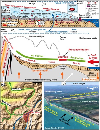 Figure 12. Depictions of regional tectonic and sedimentological context for detrital gold in the Rakaia catchment. A, Cartoon (not to scale) showing inferred contrast in transport processes for fine gold (with sand, silt and clay in suspension) and detrital garnets (with sand and gravel in bedload) during Rakaia River floods, resulting in contrasts in amounts of morphological modification. B, Cartoon cross section of the Rakaia catchment (not to scale) showing gold sources, abundant sedimentary dilution, and localised re-concentration points, with the context for flood movement of sediments in A. C, Main Divide source area at head of Wilberforce River, showing possible past and future river capture events. Divide-parallel reaches west of the divide may have been previously captured, sending gold down towards the West Coast (green streams). Future capture events of divide-parallel reaches of Wilberforce (blue streams) may remove all the gold-bearing vein swarm from the Rakaia catchment. D, Oblique view of Rakaia River mouth and beaches (from Google Earth), showing the inferred gold transport and re-concentration processes. Beach in foreground is ∼100 m wide.