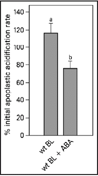 Figure 5 Blue light-induced relative apoplastic acidification rate of the abaxial epidermal layer of young expanding wt pea leaves measured with a conventional flat-tip pH-electrode in the presence or absence of 20 µM ABA. The apoplastic acidification rate is expressed as the percentage of the average of the acidification rate as induced by three blue light pulses given at the start of the experiment in control solution. Values are the means ± SE of at least five independent experiments. The letters above the bars indicate the statistical group of the results from a one-way ANOVA, with Newman-Keuls as post test, α = 0.05. BL = blue light (100 µmol m−2s−1).