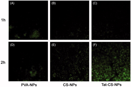 Figure 8. Fluorescence micrographs. Cellular uptake of coumarin-6-loaded PVA-NPs (A and D), coumarin-6-loaded CS-NPs (B and E) and coumarin-6-loaded Tat-CS-NPs (C and F) were observed under inverted fluorescence microscope after incubation with Caco-2 cell monolayers at 37 °C for 1 and 2 h, respectively. For PVA-NPs, green fluorescence at 2 h incubation time (D) resembles that at 1 h incubation time (A) under fluorescence microscope by visual observation; for CS-NPs, fluorescence at 2 h incubation time (E) is a bit stronger than that at 1 h incubation time (B); for Tat-CS-NPs, green fluorescence at 2 h incubation time (F) is markedly stronger than that at 1 h incubation time (C).