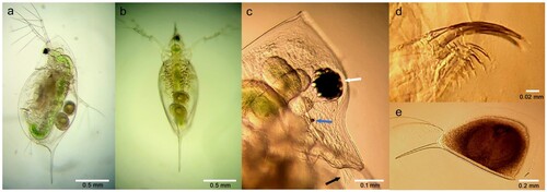 Figure 2. Morphological characteristics of female Daphnia galeata HK under a microscope. (a) A lateral view showing the broad oval carapace and bluntly pointed helmet. (b) A dorsal view. (c) A close-up view of the head showing the reduced antennules and only sensory setae protruding from under the pronounced rostrum. The white arrow indicates the large compound eye, the blue arrow indicates the ocellus, and the black arrow indicates sensory setae. (d) The postabdominal claw is shown with its fine, evenly sized combs. (e) A close-up view of an ephippium showing two ephippial eggs inside.