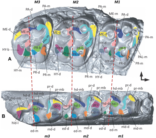 Figure 3. The Modular Wear Facet Nomenclature applied to the upper and lower tooth rows of a stem equid. (A) 3D surface model of the upper molars 1–3 based on specimen USNM 522988 (United States National Museum collection Washington DC, USA). (B) 3D surface model of the lower molars 1–3 based on specimen STIPB M 6593 (University of Bonn, Steinmann-Institute teaching collection, Germany). Mesial to the right, buccal to the top.