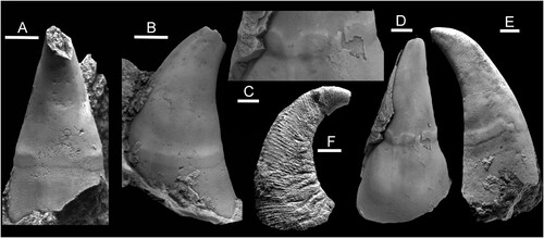 Figure 2. Pollicina Koken in Holzapfel, Citation1895, Ordovician, Darriwilian, Kunda Stage. A–E. Pollicina crassitesta Koken, Citation1897, internal moulds. A,B. ELM G1:2919, sub-apical and lateral views with muscle attachment scar, Tallinn. C,D. ELM g1:2323, oblique views of supra-apical surface with muscle attachment scar, Tallinn. E. CNIGRM 15600, lateral view with muscle attachment scar, Laaksberg ( = Lasnamägi), Estonia. F. Pollicina corniculum (Eichwald, Citation1860), CNIGRM 15702, lateral view showing comarginal ornamentation on shell exterior, Pulkowa (=Pulkovo), St. Petersburg, Russia. Scale bars: 2 mm, C; 4 mm, A,B,D,E; 5 mm, F.