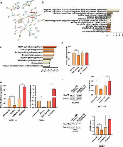 Figure 5. H2AFZ was miR-455-3p direct target gene. (a, b, c) Enrichment analysis. (a) STRING network of the prediction target gene. The relationship between these target genes. The red box indicated the site of H2AFZ. (b) GO enrichment result. (c) Kyoto Encyclopedia of Genes and Genomes (KEGG) pathway. (d) Luciferase report assay. In the wide-type group, the addition of mimics significantly decreased the luminescence signal. (e) MiR-455-3p reduced H2AFZ expression at the mRNA level. (f) H2AFZ protein expression level was measured by western blot in vitro. The quantification of the western blot was statistical analysis. Data were presented as the mean ± SD (n=3). *P < 0.05 and *** P < 0.001 vs NC group. All data were performed triplet.