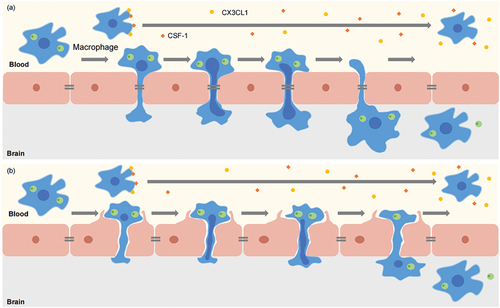 Figure 5. Model of Trojan horse mechanism by which Cryptococcus crosses the blood-brain barrier (BBB). The phagocytosis of Cn inhibited the chemotaxis of macrophages stimulated by CX3CL1 and CSF-1. Phagocytes infected with Cryptococcus adhere to HBMEC and utilise their nuclear lobes to create gaps between (a) or within (b) endothelial cells. Nuclear lobes insert into the HBMEC gap, and then phagocytes enter the brain. Then cryptococci in phagocytes are carried to the side of the brain by this behaviour of phagocytes, and cryptococci continue to be wrapped in phagocytes or be released.