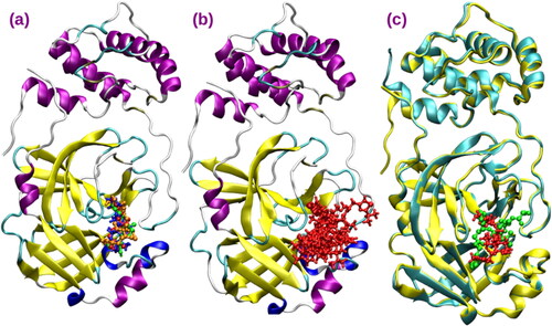 Figure 2. (a) Binding sites for AGP compounds within 3CLpro (b) Binding sites for trial compounds within 3CLpro (c) Comparison of the binding site of AGP3 with that of N3 inhibitor (based on 6LU7).