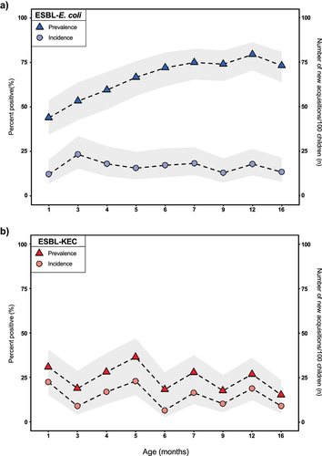 Figure 2. Gut colonization with ESBL-producing Enterobacterales over the first 16 months of life, Lima, Peru, 2016–2019. Changes in the mean point prevalence and incidence of a) ESBL-producing Escherichia coli and b) ESBL-producing Klebsiella spp., Enterobacter spp., or Citrobacter spp. Are depicted across specific age categories. Gray bands represent 95% confidence intervals around the mean.