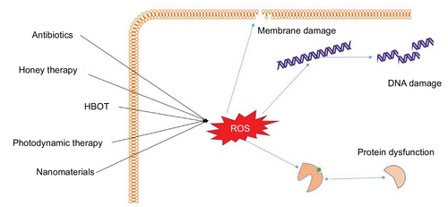 Figure 4 The procedure that inhibits microbial growth by ROS formation and biologic targets.