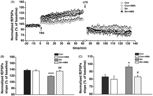 Figure 4. The effects of chronic unpredictable stress and amantadine treatment on the long-term potentiation and depotentiation from Schaffer collaterals to the hippocampal CA1. (A) The changes of time coursing in fEPSPs slopes in four groups. The first 20 min of evoked responses were normalized and used as the baseline responses of LTP. The last 15 min of evoked responses during LTP were normalized and used as the baseline responses of depotentiation. (B) Magnitude of LTP was determined as responses between 45 and 60 min after the TBS. (C) Magnitude of depotentiation was determined as responses between 45 and 60 min after low-frequency stimulation. Data represent mean ± SEM. *p < 0.05, **p < 0.01, ***p < 0.001 comparison between the Con group and the Str group; #p < 0.05, ##p < 0.01, ###p < 0.001 comparison between the Str group and the Str + AMA group; the Con, Str and Str + AMA groups, n = 7; the Con + AMA group, n = 4.