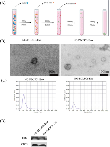 Figure 2 Isolation and identification of Exo. (A) Schematic representation of Exo collection by ultra centrifugation. (B) Morphology of NG- PDLSCs-Exo and HG- PDLSCs-Exo. Scale bar: 100 nm. (C) The diameter distribution of NG-PDLSCs-Exo and HG-PDLSCs-Exo. (D) CD9 and CD63 are exosomal specific proteins.