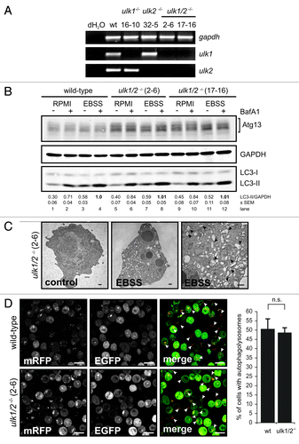 Figure 3. Ulk1 and Ulk2 are dispensable for autophagy induction in DT40 cells. (A) DT40 cells deficient for Ulk1 (ulk1−/−), Ulk2 (ulk2−/−) or Ulk1 and Ulk2 (ulk1/2−/−) were generated by gene targeting and loss of wild-type alleles was confirmed by genomic PCR (for details see Figure S2). The absence of ulk1 and ulk2 transcripts was verified by RT-PCR. (B) Wild-type cells and two independent double deficient ulk1/2−/− clones (2–6 and 17–16) were incubated in full medium (RPMI) or EBSS in the presence or absence of 10 nM BafA1 for 1 h. Equal amounts of protein from cleared cellular lysates were analyzed for Atg13, GAPDH and LC3 by immunoblotting. LC3-II/GAPDH ratios are represented as mean values of three independent experiments ± SEM (C) ulk1/2−/− cells (clone 2–6) were incubated in normal growth medium (control) or EBSS for 2 h, cells were fixed and analyzed by transmission electron microscopy. For starvation condition, a representative cell is shown in two different magnifications. Autophagosomes are indicated by black arrow heads in the image with higher magnification (bars: 500 nm). (D) ulk1/2−/− cells (clone 2–6) retrovirally transfected with cDNA encoding mRFP-EGFP-rLC3 were incubated in EBSS for 2 h and analyzed by confocal laser scanning microscopy. The mRFP signal is shown in red and the EGFP signal in green in the merged image. Autolysosomes are indicated by white arrow heads (bars: 10 µm). The percentage of cells with autolysosomes (> 100 cells/experiment) is represented as mean value ± SD from three independent experiments. n.s. indicates a non-significant difference between wild-type and ulk1/2−/− cells (Student’s t-test).