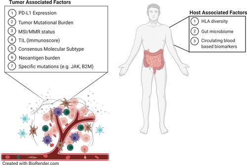 Figure 1 Predictive biomarkers that affect the tumor microenvironment and immune checkpoint inhibitor therapy