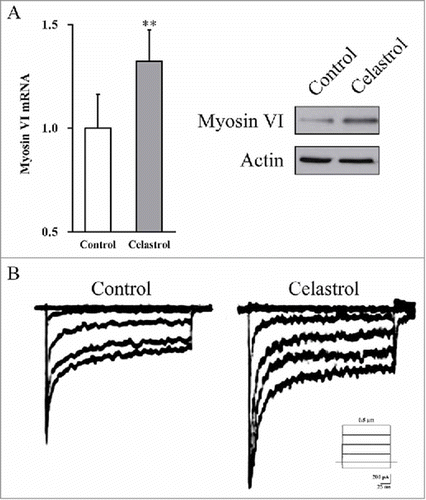 FIGURE 6. Celastrol enhances neuronal-like cell identity in the inner ear stem cell derived neurons, as well as their electrophysiological function. (A) Myosin VI mRNA and protein expressions in the culture were measured by RT-PCR and Western blot analyses, respectively. Values were shown as mean + SD. *p < 0.05, **p < 0.01, compared to 0 μM Celastrol control. (B) Voltage-dependent currents were recorded from the derived neuronal-like cells bathed in 1.3 mM Ca2+, in the presence or absence of 2 μM Celastrol.
