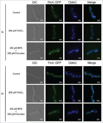Figure 6. FlcA::GFP accumulates in the apical tip, cytoplasm and in vesicles. The FlcA::GFP strain was grown for 12 h at 30 °C in MM and transferred to either MM+FeSO4 or AMM+ferrozine+BPS for 1or 2 h. Bars, 5 μm.