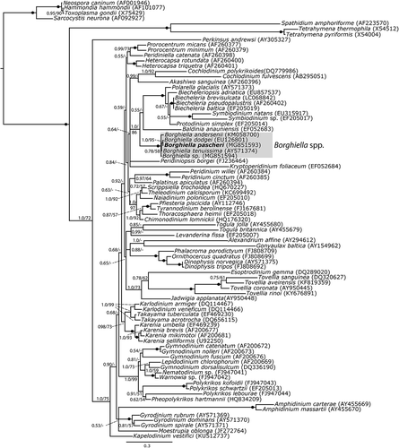 Fig. 39. Phylogeny of Borghiella pascheri (boldface) based on nuclear-encoded partial LSU rDNA (1574 base pairs including introduced gaps) and inferred from Bayesian analysis. The ingroup of dinoflagellates (46 genera and 75 species) was polarized using ciliates (3 taxa), apicomplexans (4 taxa) and Perkinsus. Posterior probabilities (≥0.5) from Bayesian analysis and bootstrap values (≥50%) from maximum likelihood analyses with 1000 replications are shown at internodes. Posterior probabilities <0.5 and bootstrap values <50% are indicated by –. GenBank accession numbers are provided in parentheses following species names. The genus Borghiella is indicated and the branch lengths are proportional to the number of character changes.