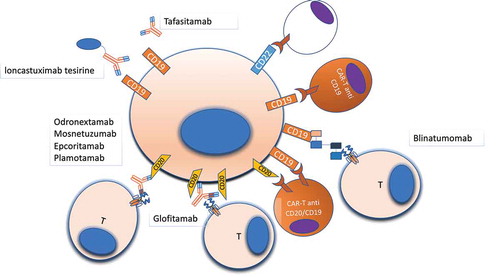 Figure 2. Druggable surface molecules in DLBCL. Surface antigens are the most reachable part of the cell, and monoclonal antibodies and cellular therapies targeting surface antigens represent an important therapeutic strategy in lymphomas. Several different antibodies, with different mechanisms of action, and CAR-T cells are under development for treating DLBCL, with the majority targeting CD19, CD20, CD22 due to the relative abundance of all these antigens on the cell surface. Other antigens such as CD79b (not shown) have been already used as target of ADCs (Polatuzumab-vedotin)