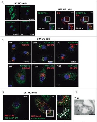 Figure 3. THC, but not nutrient deprivation, inhibits sphingolipid transport from the ER to the Golgi. (A) Effect of THC (4 µM) and EBSS on BODIPY C5 ceramide (BODIPY-Cer) distribution of U87MG cells (cells were incubated at 4°C in the presence of BODIPY C5 ceramide, treated with THC or EBSS and incubated at 37°C for the indicated time) (n = 4). Note that THC, but not nutrient deprivation, produces an accumulation of BODIPY C5 ceramide in vesicles. Right panel: Effect of THC (4 µM, 2 h) on the colocalization of BODIPY C5 ceramide and the ER marker PDIA (protein disulfide isomerase family A member) (n = 4). Bar: 20 μm. (B) Effect of THC (4 µM, 18 h) and EBSS on the subcellular distribution of the ceramide transporter protein COL4A3BP/CERT (n = 4). A representative experiment is shown. Values in the lower right corner of each photomicrograph correspond to the percentage of cells ± s.d. exhibiting a vesicular distribution of COL4A3BP. Note that COL4A3BP colocalizes with the Golgi marker GOLGA2/GM130 in EBSS but not in THC-treated cells (upper panels) and that both EBSS and THC trigger autophagy (as determined by the presence of MAP1LC3B-positive dots; lower panels) under these experimental conditions. Bar: 20 μm. (C) Effect of THC (4 µM, 18 h) on the subcellular distribution COL4A3BP-GFP in MAP1LC3B-positive vesicles. Bar: 20 μm. Right panels correspond to a higher magnification image of the cell region marked with a white square in the middle panel. The bottom right panel shows the colocalization of COL4A3BP-GFP and MAP1LC3B (white spots) in that specific cell region. (D) Immunodectection of COL4A3BP by electron microscopy. Note the presence of COL4A3BP (black spots, marked with black triangles) in double-membrane vesicles present in THC-treated cells (right panel). Bar: 500 nm. Representative electron microscopy images of COL4A3BP immunodetection in vehicle (Veh)- and THC-treated cells are shown in Figure S3C.