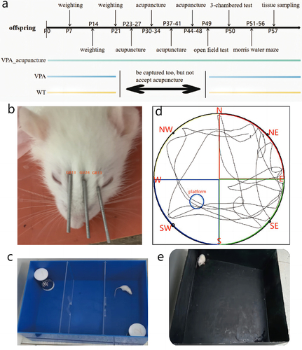 Figure 1 Experimental diagram of acupuncture and behavior tests.