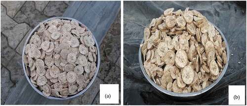 Plate 2. Original image of sun-dried (a) and solar tent-dried (b) plantain chips.