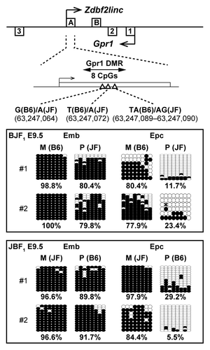 Figure 6. Bisulfite sequencing of Gpr1 DMR in mouse BJF1/JBF1 embryos and placental tissues at E9.5. M and P indicate maternally and paternally inherited alleles. Both alleles were discriminated by more than one polymorphism.