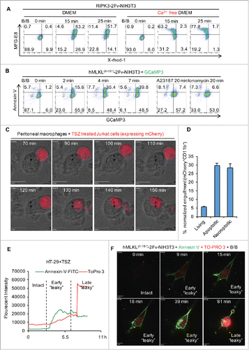 Figure 3. PS externalization occurs following Ca2+ influx and prior to plasma membrane breakdown during necroptosis. (A) Flow cytometric analysis of 200 nM B/B dimerizer-treated RIPK3-2Fv-NIH3T3 cells stained with MFG-E8-FITC at the indicated time points. Cells were preloaded with 2 μM X-rhod-1, AM for 30 min. (B) Flow cytometric analysis of 100 nM B/B dimerizer-treated GCaMP3-expressing hMLKL1-181-2Fv-NIH3T3 cells stained with Annexin V-APC at the indicated time points. Alternatively, cells were treated with 5 μM A23187 or 1 μg/mL Ionomycin. (C) Time lapsed confocal images of engulfment by peritoneal macrophages of TSZ treated (5.5 hr) Jurkat cells (necroptotic) expressing mCherry. Scale bar = 10 μm. (D) Flow cytometric quantification of the engulfment by peritoneal macrophages of apoptotic (20 ng/mL TNFα plus 80mJ/cm2 UV for 6 hr) and necroptotic (as in B) mCherry-expressing Jurkat cells. Cells with both mCherry and the macrophage marker CD11b-APC were considered to represent intact, engulfed cells. (E) Quantification of Annexn V-AF488 and TOPRO-3 fluorescence intensity over time by time lapsed confocal microscopy. HT-29 cells were treated with TSZ. (F) Time lapsed confocal images of hMLKL1-181-2Fv-NIH3T3 treated with 100 nM B/B and stained with Annexn V-AF488 and TOPRO-3. Scale bar = 10 μm.