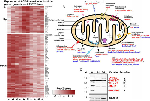 FIG 6 Combined RNA-Seq and ChIP-Seq analyses of control and Hcfc1hepKO/Y male livers identifies major alterations in expression levels of HCF-1-bound mitochondrion-related genes upon loss of HCF-1. (A) Heat map of upregulated (top) and downregulated (bottom) mitochondrial-cellular component (GO:0005739) gene-specific RNA levels whose corresponding TSS is bound by HCF-1 from 0 to 9 days after tamoxifen treatment in Alb-Cre-ERT2tg; Hcfc1hepKO/Y males. The color key indicates the associated Z-score. (B) Schematic of a mitochondrion showing functionally annotated genes whose TSS is HCF-1 bound and shows either upregulation (blue) or downregulation (red) upon loss of HCF-1. (C) Immunoblotting with anti-OXPHOS antibody cocktail and anti-U2AF65 loading control antibody with liver lysates of samples collected from control (0d) liver, and Alb-Cre-ERT2tg; Hcfc1hepKO/Y male livers 5 and 7 days after tamoxifen treatment.