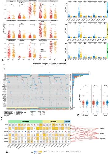 Figure 4 Immune infiltrating levels and TMB status between high/low-risk groups followed by the relationship between kTFs and m6A genes. (A) Significantly enriched terms via xCell algorithm and 14 terms were significantly enriched. (B) Gene expressions of ICPs in Cluster1/2, high/low-risk group, and grades. (C and D) Heatmap of top 20 frequency mutated genes in LGG (C) and TMB levels in Cluster1/2, high/low-risk group and grades (D). (E) The relationship among kTFs, m6A genes, and m6A process; the mantel test was applied to test the m6A process and kTFs, line’s color referred to p value as well as size referred to relative coefficient. (t-test ****p<0.0001, ***p<0.001, **p<0.01, *p<0.05, NS. p≥0.05).