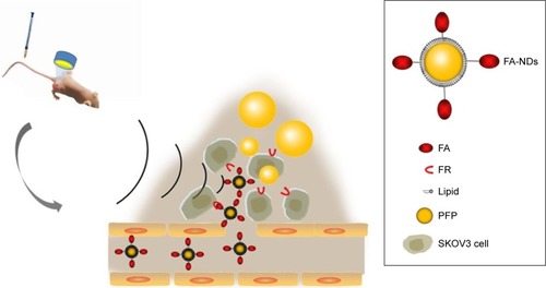 Figure 1 Schematic illustration of FA-ND extravasation into tumor tissue.Note: The diagram depicts FA-ND microstructure and the phase-transition process of FA-NDs after LIFU sonication.Abbreviations: FA-ND, folate-targeted perfluoropentane nanodroplet; LIFU, low-intensity focused ultrasound; FR, folate receptor; PFP, perfluoropentane.