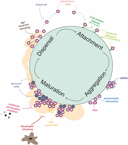 Figure 2. Graphic illustration of the biofilm life cycle in Staphylococcus epidermidis including depictions of important mediators of attachment aggregation, maturation and dispersal stages of biofilm are depicted. The attachment phase is characterised by the deposition of planktonic cells onto a biotic or abiotic surface. This phase is mediated by interactions between host ligands present on the surface, including fibrinogen (Fg) and fibronectin (Fn). Host proteins are then bound by bacterial surface adhesins, such as SdrG and microbial surface components recognizing adhesive matrix molecules (MSCRAMMs), which allow the bacterial cells to remain attached. The accumulation phase results in microcolonies of bacterial cells that self-associate using electrostatic forces and protein adhesins such as accumulation associated protein (Aap). Negatively charged extracellular DNA (eDNA) also surrounds the cells, attracted to the positively charged cell surface and resulting in a “sticky” mesh. A mature biofilm forms when polysaccharide intracellular adhesin (PIA) is excreted by S. epidermidis, forming profuse multi-layered structures. The biofilm matrix shields the bacteria from immune system cells, such as neutrophils, and provides protection from harsh environmental conditions such as desiccation, pH stress and the presence of antibiotics. Channels in the biofilm allow perfusion of nutrients. Within the mature biofilm, a significant proportion of cells remain metabolically dormant, rendering them tolerant to antibiotics that target metabolic processes. The dispersal of biofilm in S. epidermidis is co-ordinated by the action of the agr quorum sensing system, which secretes an autoinducing peptide when cell numbers increase to a critical level. In response to this, transcription of the ica operon, which governs the production of PIA, is reduced and individual cells are released from the biofilm structure. These planktonic cells are then free to disseminate in the host again.