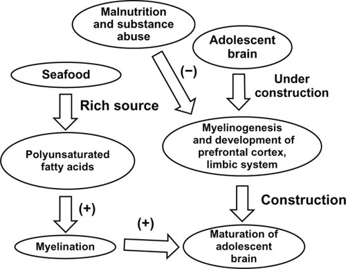 Figure 6 Effect of seafood on the maturation of the adolescent brain.