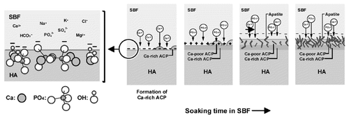Figure 2. Schematic diagram representing the formation of amorphous calcium phosphate apatite on the surface of HA in vitro. Reproduced with permission from reference Citation55.