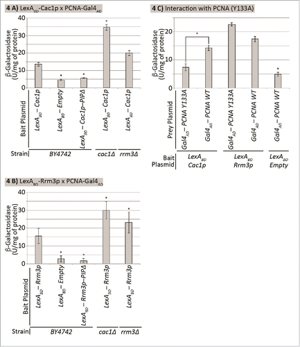 Figure 4. Cac1p and Rrm3p compete for binding to PCNA. The strains shown along the X axis were transformed with a LexAOP-LacZ reporter plasmid and bait and prey plasmids as indicated. Cell extracts were prepared and β-galactosidase activity (U/mg of protein) was measured. Average values from 2 independent experiments (3 biological replicates each) are plotted on the Y axis. The asterisk indicates statistically significantly difference from wildtype BY4742 cells at p≤0.05. Data is from Supplemental Table 4. (A) Cac1p-PCNA interaction. Cells transformed with pEG202-LexADBD-CAC1 and pBL240. (B) Rrm3p-PCNA interaction. Cells transformed with pEG202-LexADBD-RRM3 and pBL240. (C) Differential interaction of Rrm3p and Cac1p with PCNA. BY4724 cells transformed with pEG202-LexADBD-CAC1 or pEG202-LexADBD-RRM3 and pBL240 or pBL240-Y133A, respectively as indicated.