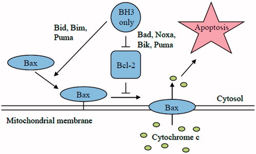 Figure 6. Comparison of the direct and indirect model of Bax and Bak activation. In the direct model, the BH3-only members (Bim, tBid and PUMA) act as activators and bind to Bax and Bak directly to induce pore formation in the OMM that permits the release of cytochrome c. On the other hand, the remaining BH3-only proteins act as sensitizers and bind to the Bcl-2 members, releasing bound Bim and tBid and allowing them to directly activate Bak and Bax. The indirect model shows that BH3-only proteins do not bind directly to Bax and Bak; however, they engage the anti-apoptotic proteins, causing the release of Bak and Bax. Some BH3-only proteins bind to specific anti-apoptotic Bcl-2 family proteins (selective) while others bind to all anti-apoptotic Bcl-2 proteins (promiscuous).