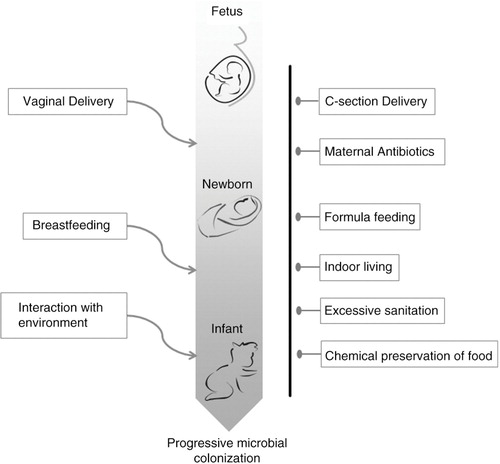 Fig. 2 Pictorial representation of the routes for, and blockages of, microbial colonization of Westernized humans during early life. On the left of the figure, routes of natural colonization are depicted, while on the right, impediments to natural colonization are shown.