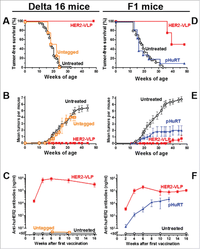 Figure 3. Prevention of HER2-driven mammary carcinogenesis by HER2-VLP vaccination. Groups of three transgenic mice carrying a human Delta 16 HER2 transgene were vaccinated with HER2-VLP or with monomeric SpyCatcher-HER2 plus untagged VLPs (labeled in graph as Untagged) (A-C). Groups of 7–11 F1 mice carrying a Delta16 and a full-length HER2 transgene were vaccinated with HER2-VLP or with an electroporated, HER2-encoding plasmid, pHuRT (D-F). I.m. vaccinations with HER2-VLP or pHuRT started at 5–8 weeks of age, when mice were healthy and tumor-free, and were administered every second week. (A, D) Tumor-free survival curves (Kaplan-Meier); the survival of mice vaccinated with HER2-VLP was significantly longer than that of all other groups by the Mantel-Haenszel test: p<0.001 (A, D). (B, E) Mean number of mammary carcinomas per mouse (tumor multiplicity). HER2-VLP vaccinated mice had significantly fewer tumors than untreated mice (at all time points beyond 22 weeks of age) and pHURT vaccinated mice (at time points between 11 and 24 weeks) (p <0.05; Student's t test.) (C, F) Kinetics of anti-human HER2 Abs in mouse serum measured by a specific ELISA. Each point represents the mean ± SEM of 3–13 individual sera of different mice. Antibody concentrations elicited by HER2-VLP were significantly higher than those elicited by pHuRT at 2, 4 and 6 weeks, p<0.05 (Student's t test).