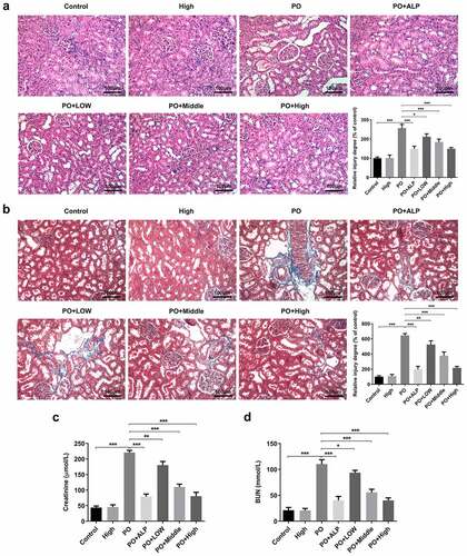 Figure 1. WFA prevented kidney damage and kidney function in PO-induced hyperuricemic mice. (a) Representative H&E images and quantification showing the inhibitory effect of WFA on pathological changes. (b) Representative Masson trichrome staining images and quantification showing the impact of WFA on pathological changes. The levels of (c) creatinine, and (d) BUN were examined by means of kits. N = 10 in each group. Data were expressed as mean ± standard deviation. *P < 0.05, **P < 0.01 and ***P < 0.001. WFA, Withaferin A; PO, potassium oxonate; ALP, Allopurinol; H&E, Hematoxylin & Eosin; BUN, blood urea nitrogen