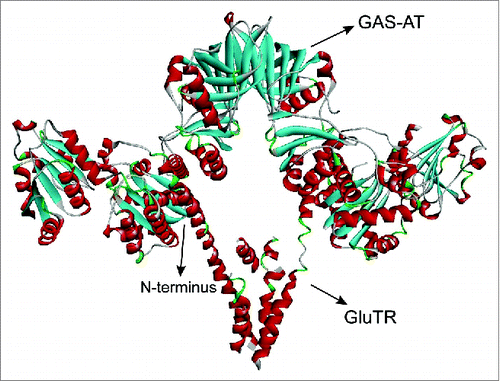 Figure 1. The model complex of GluTR and GSA-AT. The V-shaped dimer protein is GluTR while the other dimer is GSA-AT.