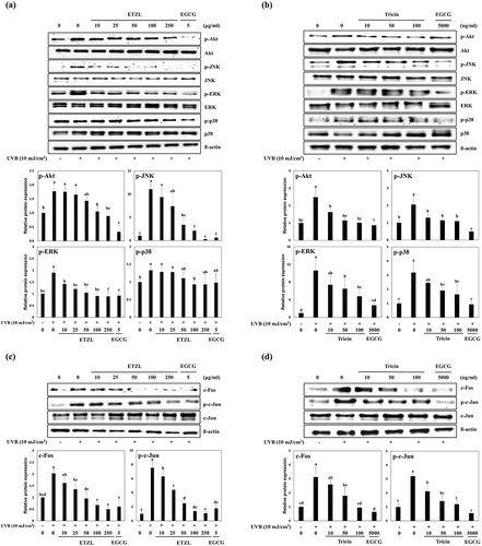 Figure 4. Effects of ETZL and tricin on the MAPK and AP-1 signaling pathways in UVB-irradiated HDFs. (a) Effect of ETZL on MAPK/AP-1 in UVB-irradiated HDFs, (b) Effect of tricin on MAPK/AP-1 signaling in UVB-irradiated HDFs. β-Actin was used as the internal control for Western blotting and EGCG was used as the positive control. Results are presented as means ± SD of percentages calculated with respect to control levels of three independent experiments. Values with different superscript letters are significantly different (p < 0.05) by Tukey’s multiple comparison test (n = 3).