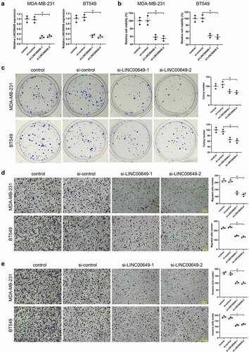 Figure 2. Interference with LINC00649 inhibits TNBC cell proliferation, migration and invasion. si-control, si-LINC00649-1, si-LINC00649-2 were transfected into MDA-MB-231 and BT549 cells, and divided them into control group, si-control group, si-LINC00649-1 group and si-LINC00649-2 group. (a) QRT-PCR was used to detected LINC00649 level in the MDA-MB-231 and BT549 cells. (b) CCK-8 assay was performed to detect the cell viability. (c) Colony formation assay was used to detect cell clone formation ability. Transwell assay detected migration (d) and invasion abilities (e). Scale bar = 200 μm. *P < 0.05 vs. si-control.