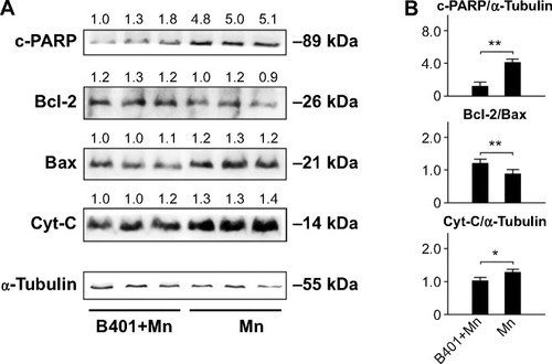 Figure 7 Cavernosal levels of antiapoptotic Bcl-2 and apoptosis inducers c-PARP, Bax, and Cyt-C in Mn-treated mice with and without oral B401 treatment.