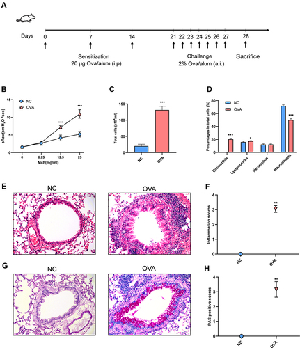 Figure 1 Airway inflammation and AHR of OVA-induced allergic asthma mice. (A) Experimental protocol. (B) Airway resistance to increased doses of Mch (mg/mL), presented as sRaw. (C) Total inflammatory cell count in BALF. (D) The mean percentage of eosinophils, lymphocytes, neutrophils and macrophages in BALF. (E) Representative HE-stained pictures of lung. (F) Inflammation scores. (G) Representative PAS-stained pictures of lung. (H) PAS-positive scores. Randomly selected three areas of each sample were used for semi-quantification. sRaw: specific airway resistance. (E and G) Magnification, ×200. Data are represented as expressed as mean ± SD (n=6). *p < 0.05, **p < 0.01, and ***p < 0.001 versus the normal control group.