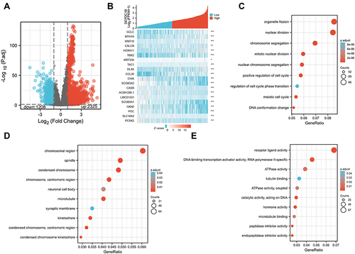 Figure 5 Differentially expressed genes between patients with high and low DEPDC1B-expressing LUAD. (A) Volcano plot of differentially expressed genes according DEPDC1B expression status. (B) Heat map showing 10 upregulated and downregulated genes selected based on DEPDC1B expression status. (Pearson). GO enrichment analysis of DEPDC1B expression-related genes. (C) Enriched GO biological process terms. (D) Enriched GO cellular component terms. (E) Enriched GO molecular function terms. *P < 0.05; **P < 0.01; ***P < 0.001.