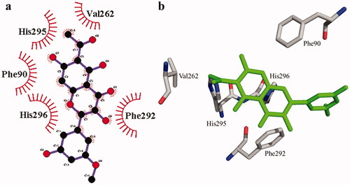 Figure 5. The interactions of the tyrosinase enzyme with compound 2 are determined by binding residues. Detailed interactions of compound 2 with active sites of the enzyme in 2D (a) and 3D (b).