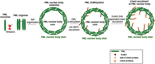 Figure 1. Illustration showing stepwise PML nuclear body biogenesis. PML nuclear body biogenesis begins with the initial oxidation-induced PML linking via covalent disulfide bonds inducing PML oligomerization. PML self organizes into PML nuclear bodies with a PML shell. This initial seeding step is highly affected by cellular redox status. In the second step, multimeric PML proteins recruit UBC9 (not illustrated), and the body’s shell becomes heavily SUMOylated. In the third step, SUMO-conjugated PML recruits SIM-containing client proteins via non-covalent SUMO/SIM interactions. This is followed by partner SUMOylation in the NB inner core (step not illustrated), which leads to partner sequestration through enhanced SUMO/SIM interactions. Several client proteins are recruited to the inner core of the PML bodies such as SP100, RNF4, DAXX, P53 and others.